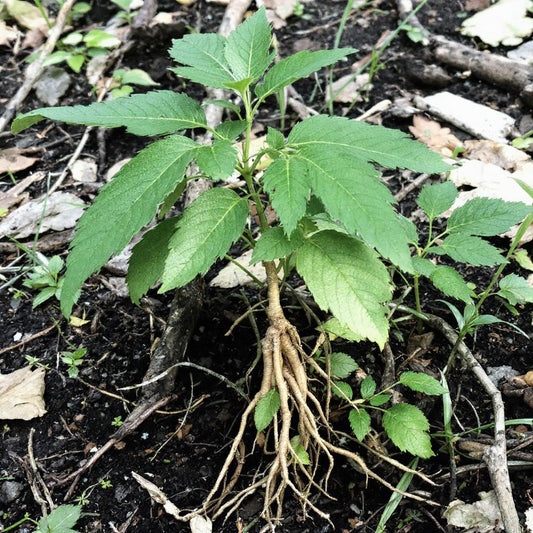 Canadian Ginseng vs. Korean Ginseng: Which is Right for You?