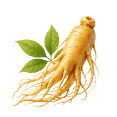 Premium Canadian Ginseng