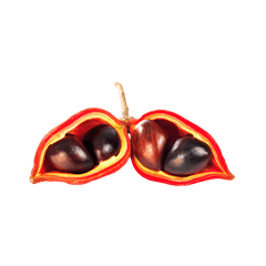 Boat Sterculia Seed (Pang Da Hai)