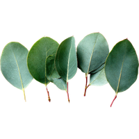 Eucalyptus Oil