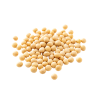 Semen Sojae Preparatum (Prepared Soybean)