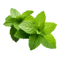 Piperita Oil (Peppermint Oil)