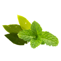 Camphor & Menthol