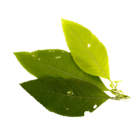 Camphor