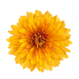 Chrysanthemum