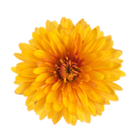 Chrysanthemum