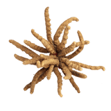 Cordycerps
