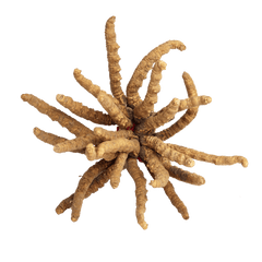 Cordyceps