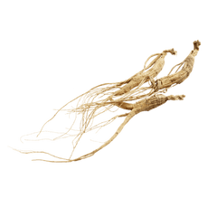 Radix Ginseng