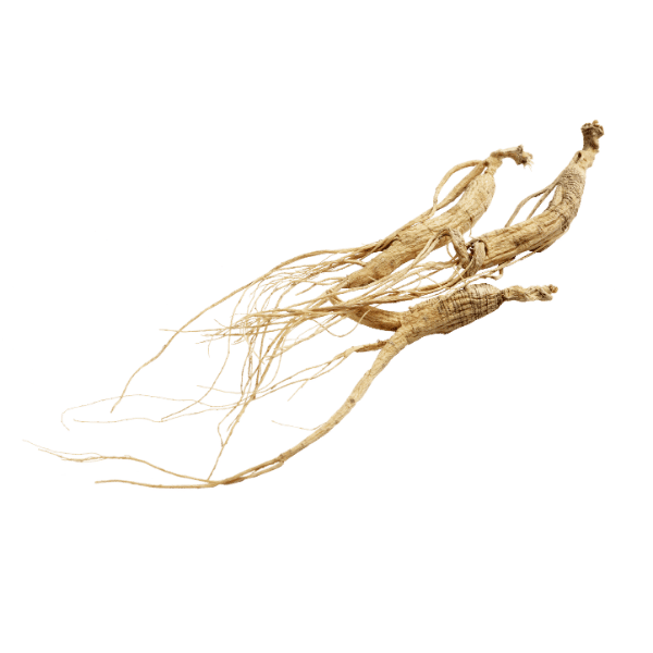 Radix Ginseng