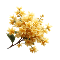 Flos Osmanthi Fragrantis (Gui Hua)