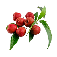 Fructus Crataegi (Hawthorn Fruit)