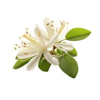Flos Lonicerae Japonicae (Honeysuckle Flower)