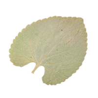 Folium Nelumbinis (Dried Lotus Leaf)