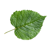 Folium Mori (Mulberry Leaf)